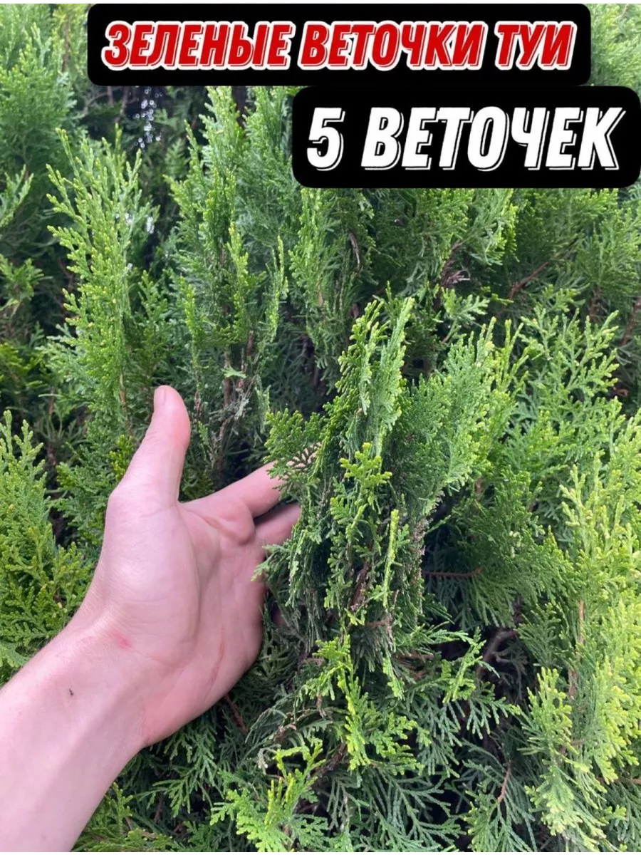 веточки туи 5 штук декор 191820884 купить за 396 ₽ в интернет-магазине  Wildberries